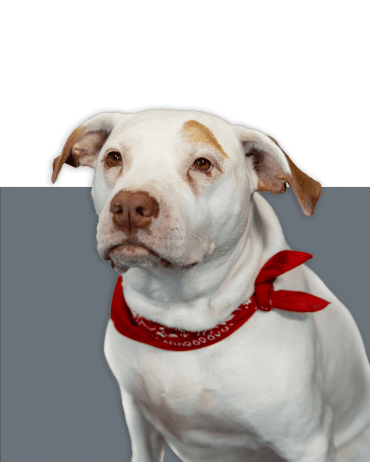 Sadie Headshot Mugwump