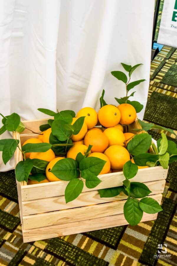 Event-Decor-Basket-Of-Oranges